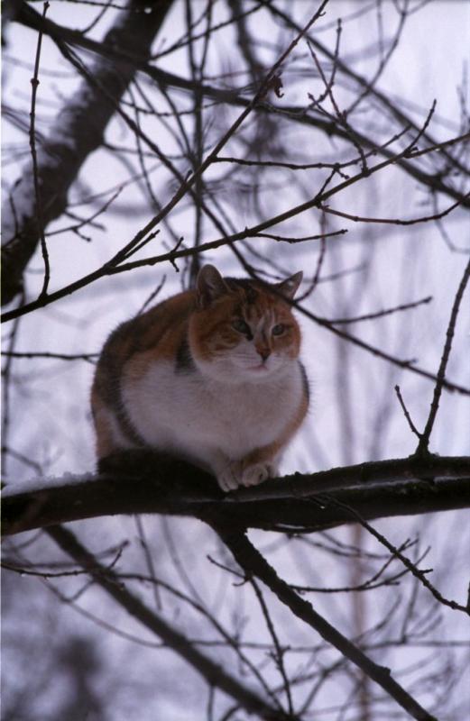 Кристина Росс. "А весной отдохнувшие коты прилетают с юга и вьют гнезда на самых высоких деревьях"